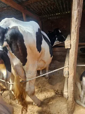 Dairy Cows