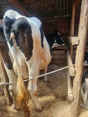 Dairy Cows