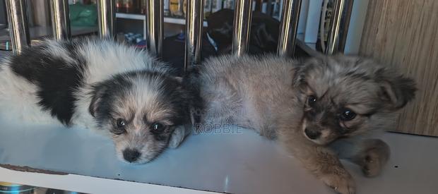 3-6 months Female Purebred Maltese - thumbnail 2
