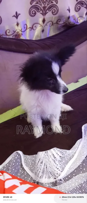 1-3 months Male Purebred Chihuahua