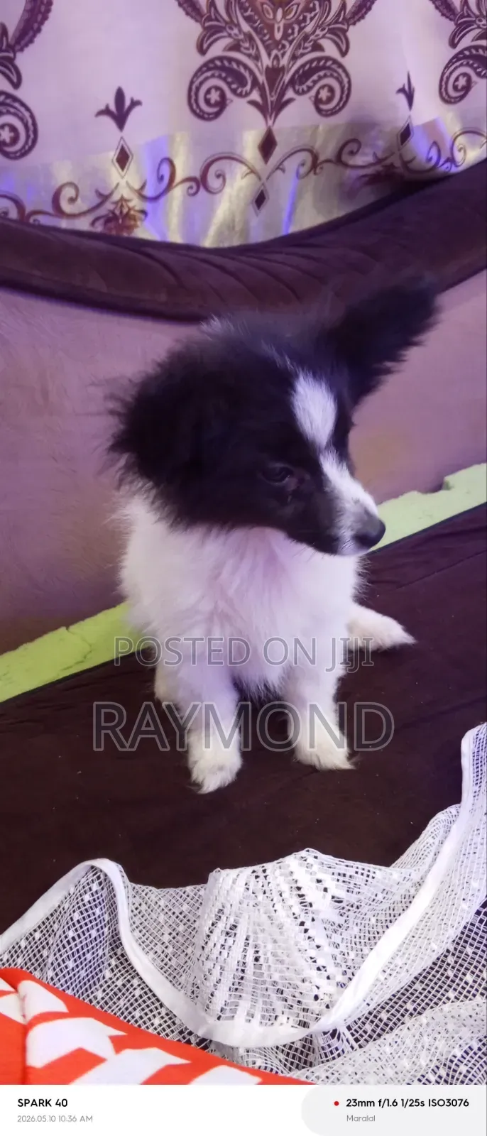 1-3 months Male Purebred Chihuahua