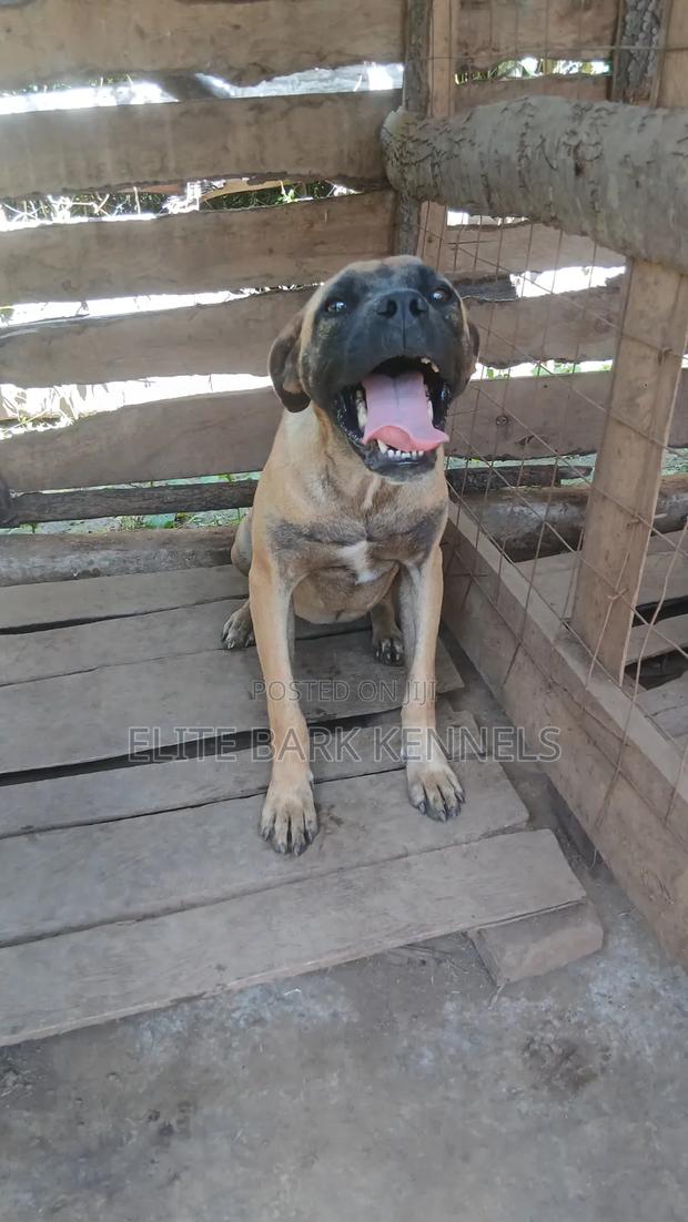 6-12 months Female Purebred Boerboel