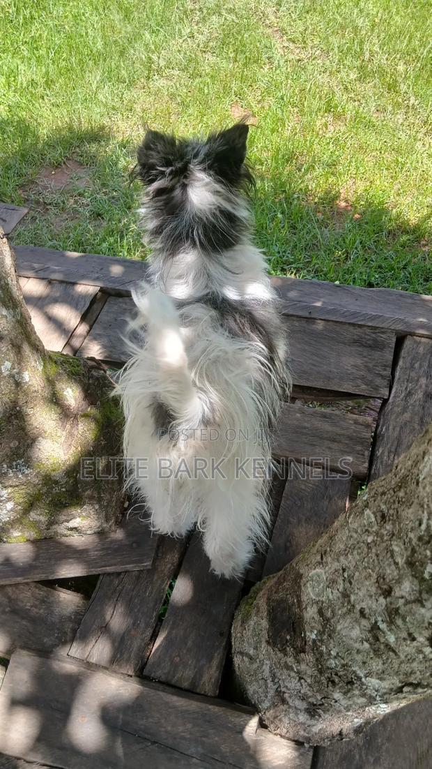3-6 months Female Purebred Maltese