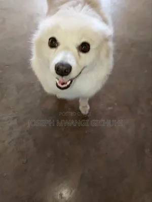 1+ year Female Purebred Japanese Spitz