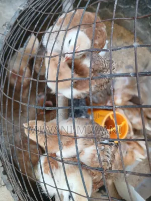Kienyeji Chicks