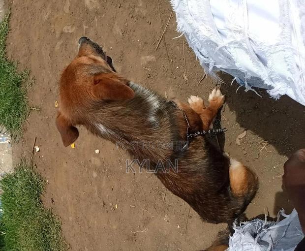 3-6 months Male Mixed Breed German Shepherd