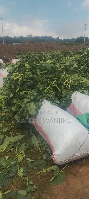 Sukuma Wiki Kwa Wingi