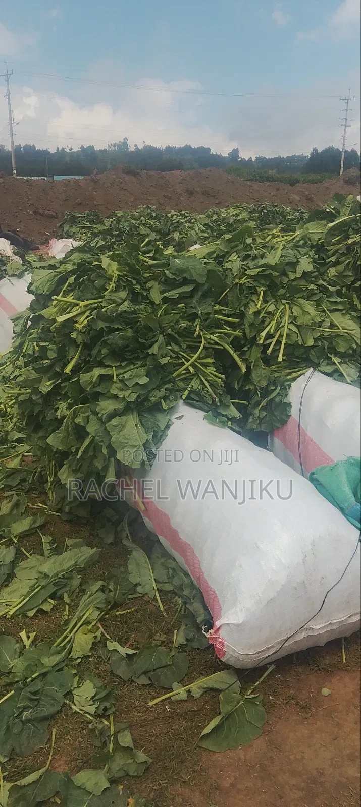 Sukuma Wiki Kwa Wingi