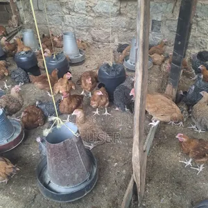 Cchicken for Sale