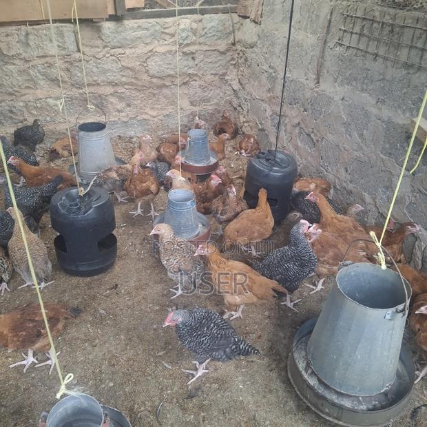 Cchicken for Sale - thumbnail 2