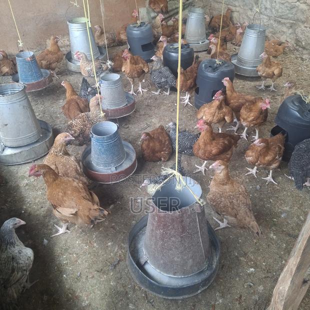 Cchicken for Sale - thumbnail 3