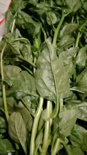 Fresh Spinach