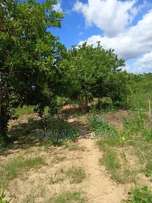 8 Acres Sosobora With Ready Title Dead