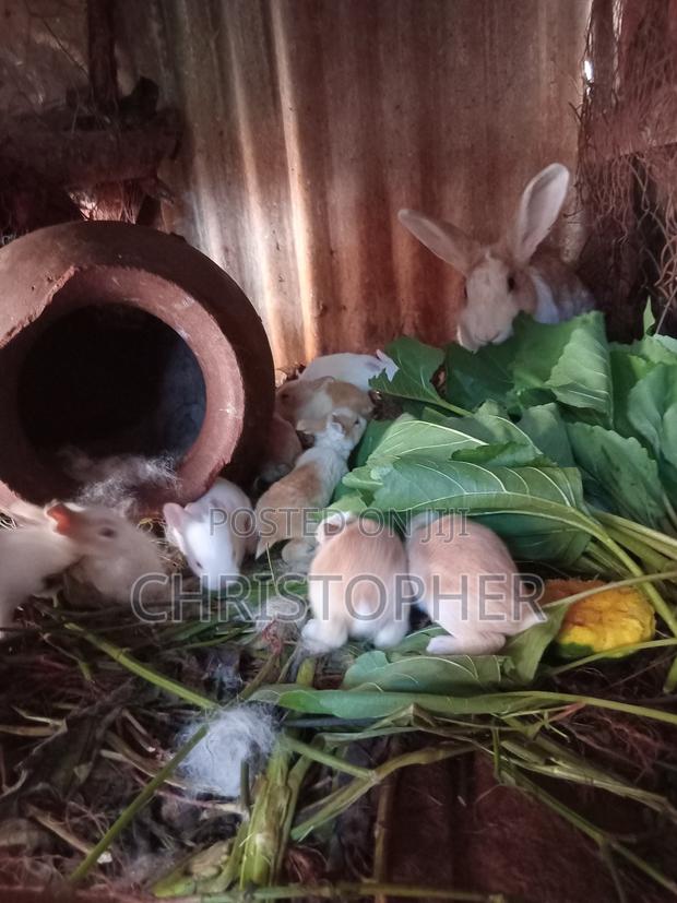 Rabbit Pure Breeds