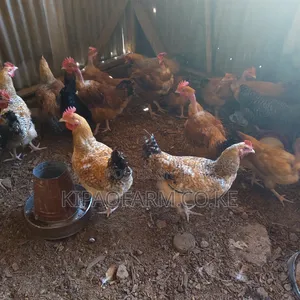 Improved Kienyeji Chicken for Meat