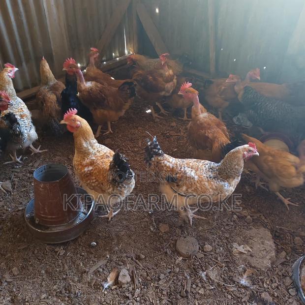 Improved Kienyeji Chicken for Meat