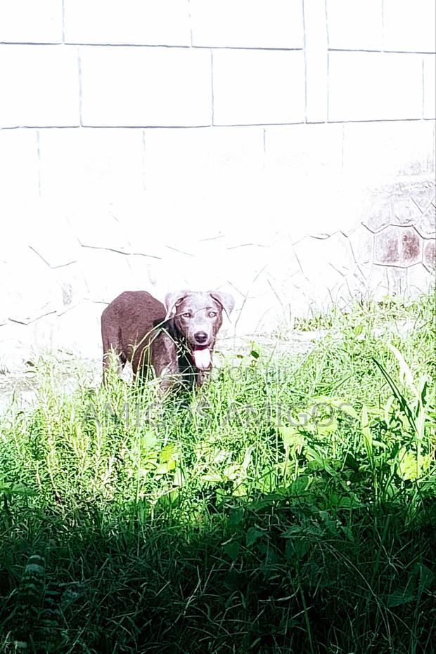 3-6 months Male Purebred Weimaraner - thumbnail 2