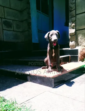 3-6 months Male Purebred Weimaraner