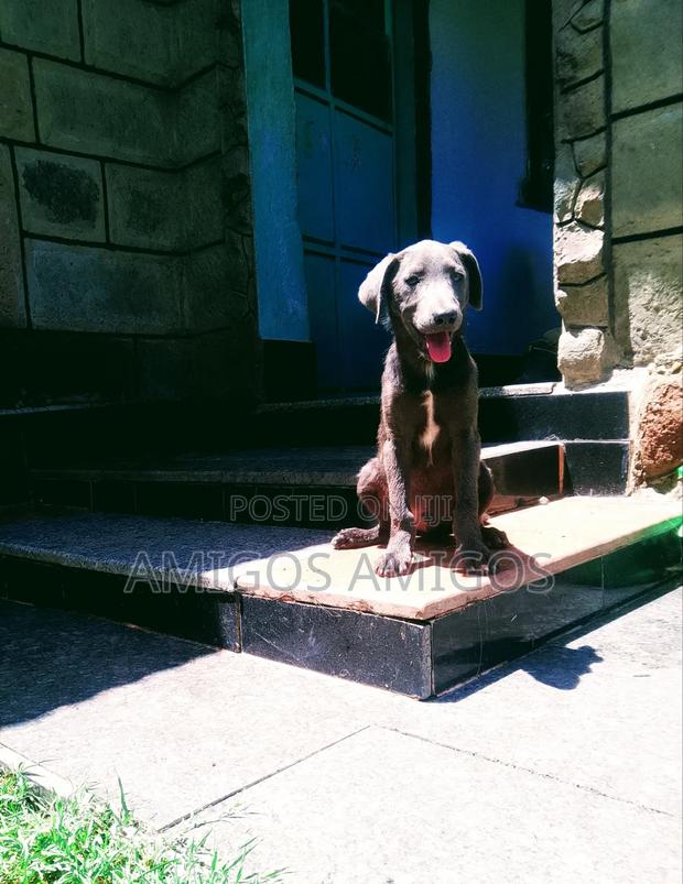 3-6 months Male Purebred Weimaraner - thumbnail 3
