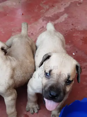 1-3 months Female Purebred Boerboel