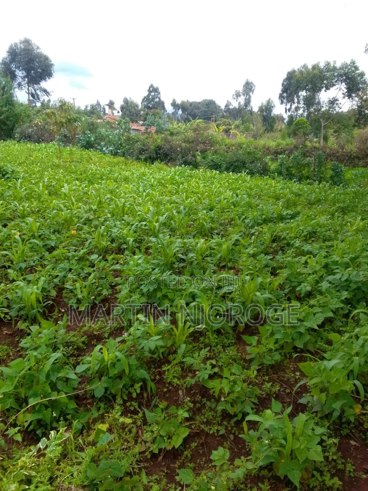 2 Acres Kinari, Soko Mjinga Area