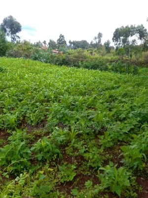 2 Acres Kinari, Soko Mjinga Area