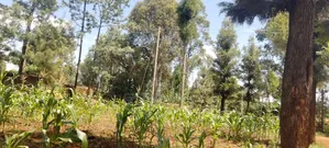 One Acre Land for Sale in Kirinyaga Riagicheru