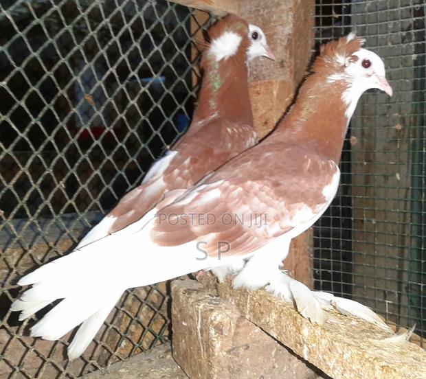 Hungarian Pigeon
