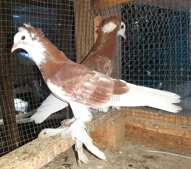Hungarian Pigeon - thumbnail 2