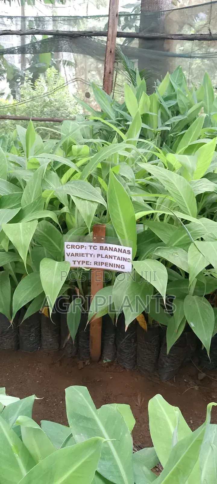 French Plantain Banana Seedlings