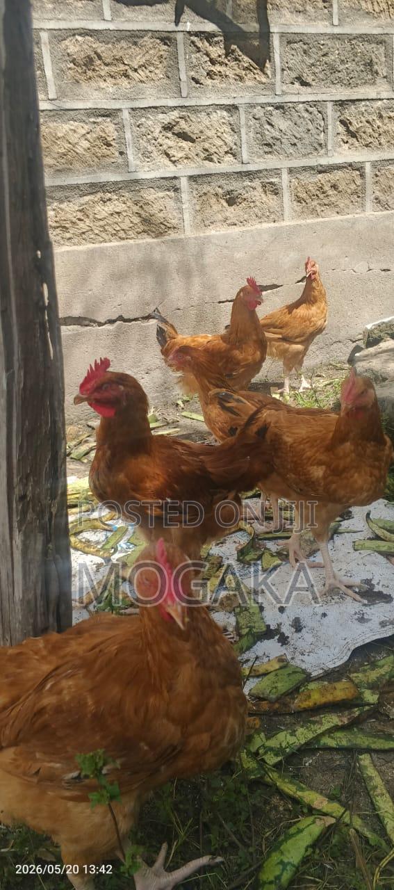Improved Kienyeji Chicken - thumbnail 2