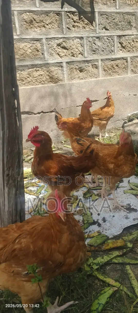 Improved Kienyeji Chicken
