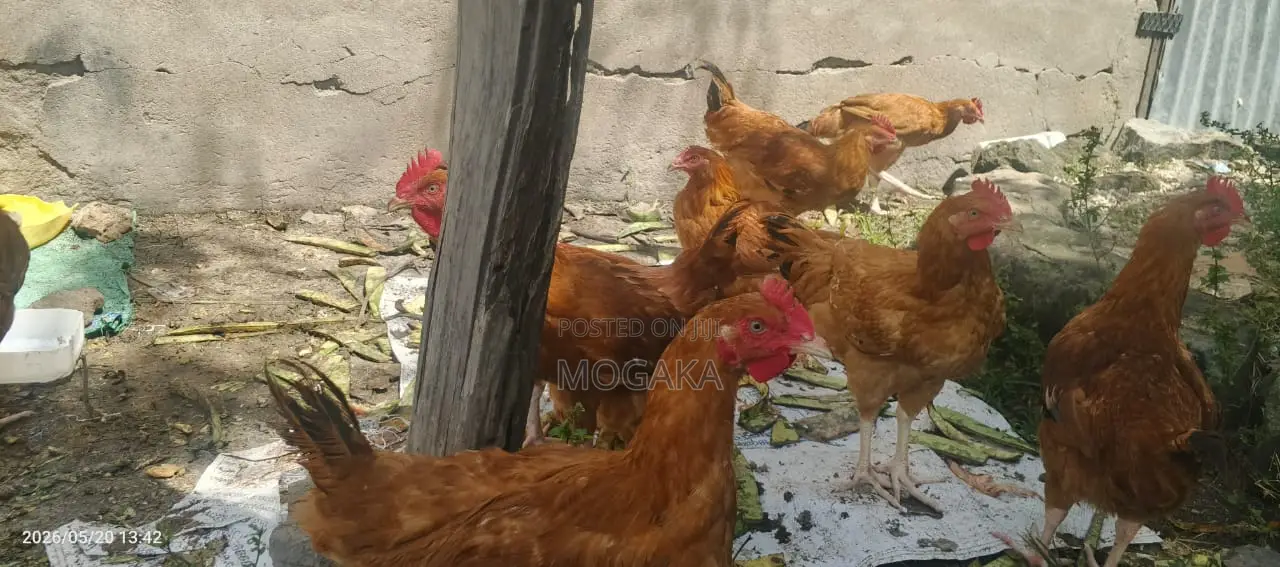 Improved Kienyeji Chicken
