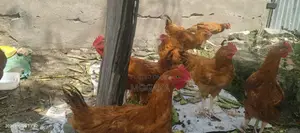Improved Kienyeji Chicken