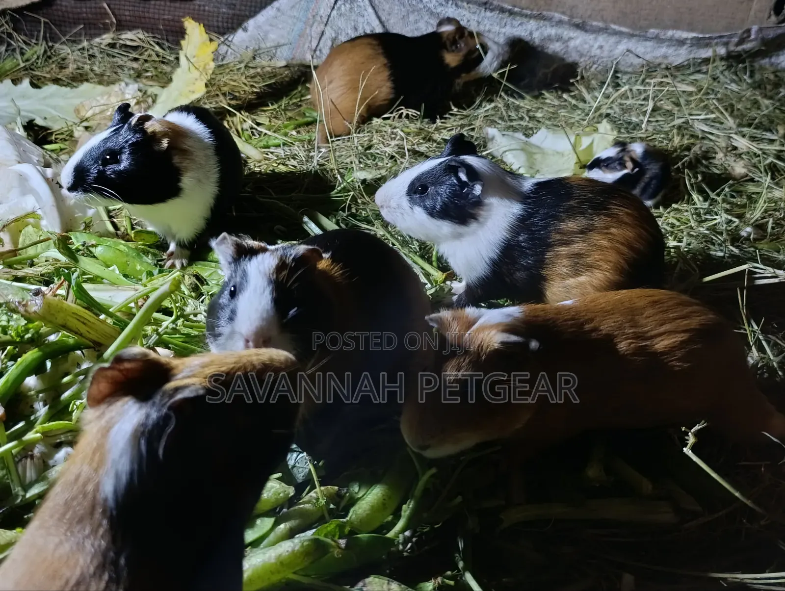 Guinea Pigs, (Cavies), Popular Pets and Agricultural Animals - Males