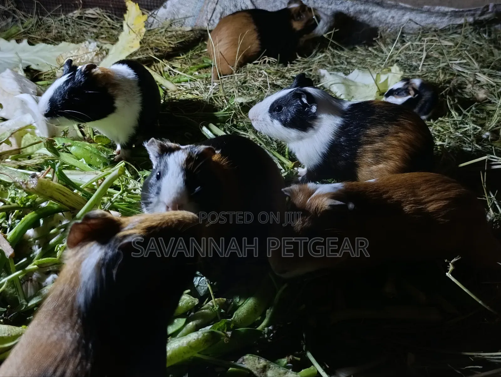 Guinea Pigs, (Cavies), Popular Pets and Agricultural Animals - Males