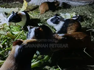 Guinea Pigs, (Cavies), Popular Pets and Agricultural Animals - Males