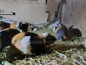 Guinea Pigs, (Cavies), Popular Pets and Agricultural Animals - Males