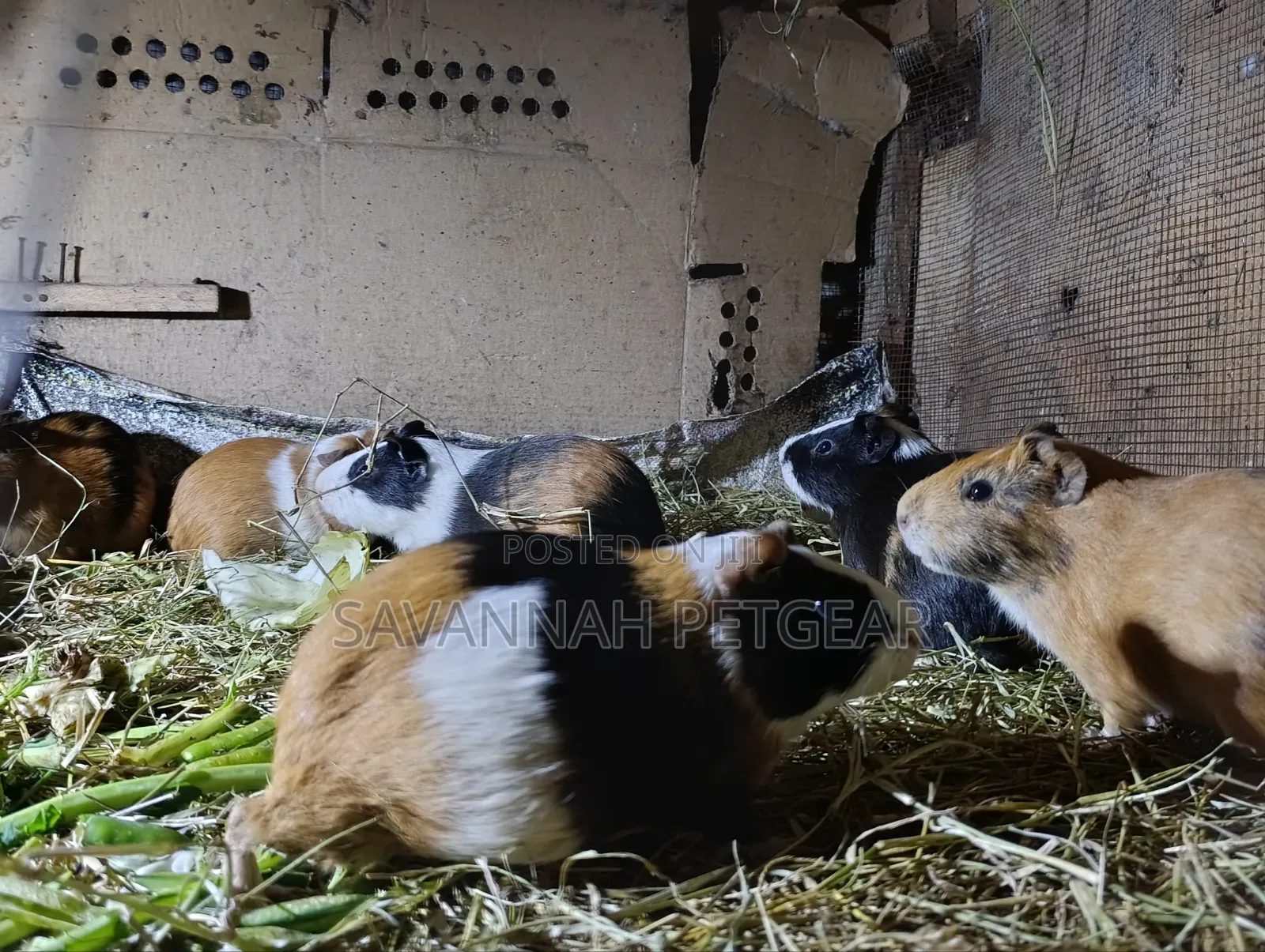 Guinea Pigs, (Cavies), Popular Pets and Agricultural Animals - Males