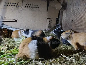 Guinea Pigs, (Cavies), Popular Pets and Agricultural Animals - Males