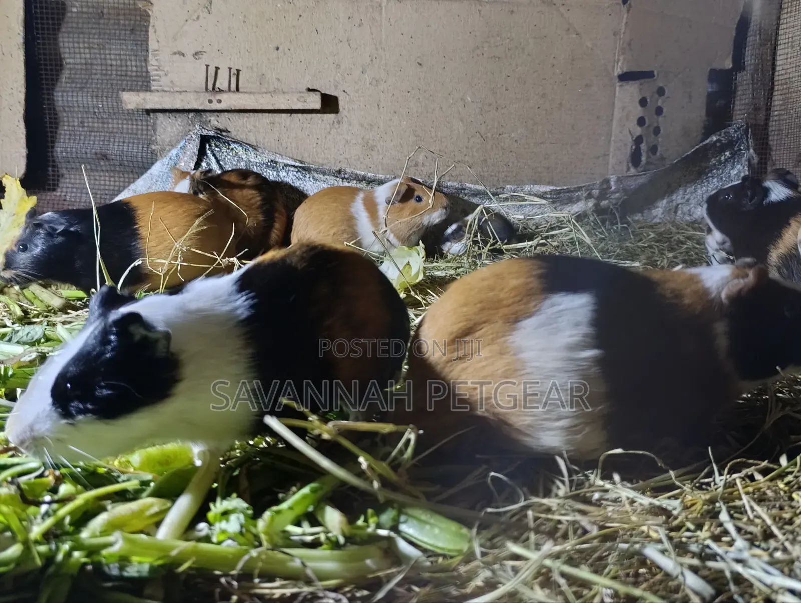 Guinea Pigs, (Cavies), Popular Pets and Agricultural Animals - Males