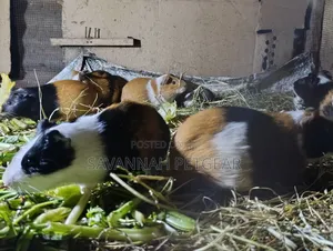 Guinea Pigs, (Cavies), Popular Pets and Agricultural Animals - Males