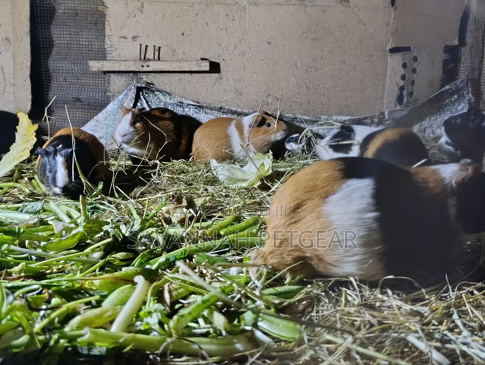 Guinea Pigs, (Cavies), Popular Pets and Agricultural Animals - Males