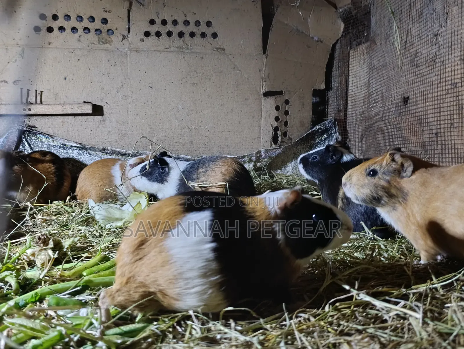 Guinea Pigs, (Cavies), Popular Pets and Agricultural Animals - Males