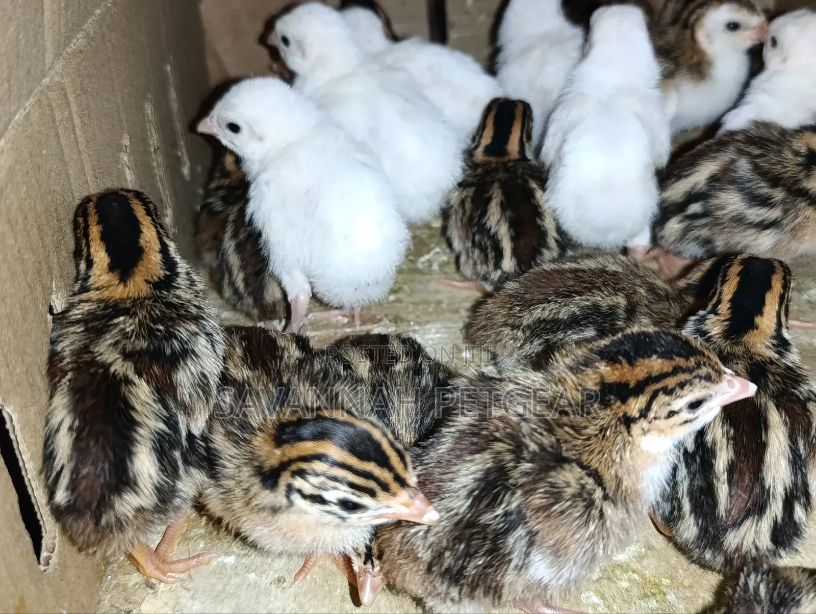 1 Week Old Guinea Fowl Keets (Baby Chicks) White Dotted Variety