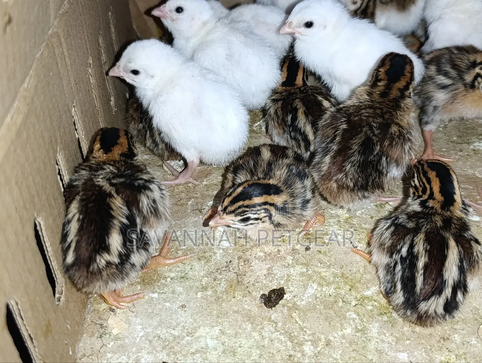 1 Week Old Guinea Fowl Keets (Baby Chicks) White Dotted Variety