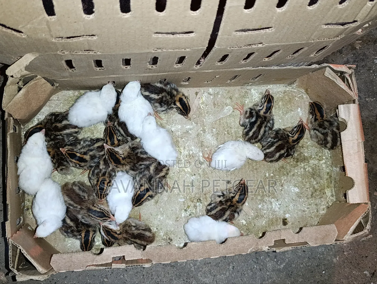 1 Week Old Guinea Fowl Keets (Baby Chicks) White Dotted Variety