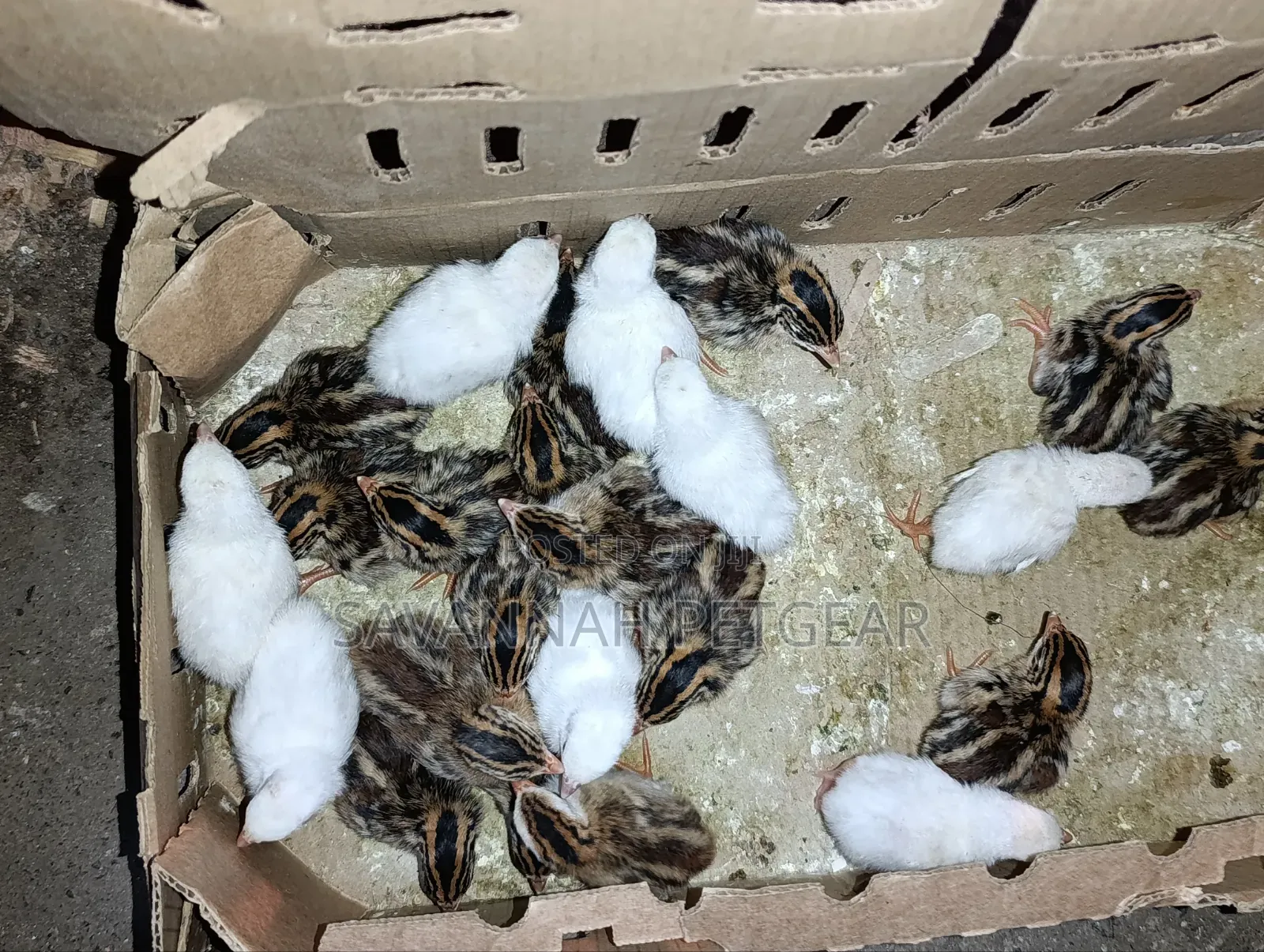 1 Week Old Guinea Fowl Keets (Baby Chicks) White Dotted Variety