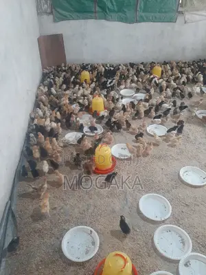 All Types of Improved Kienyaji Chicks