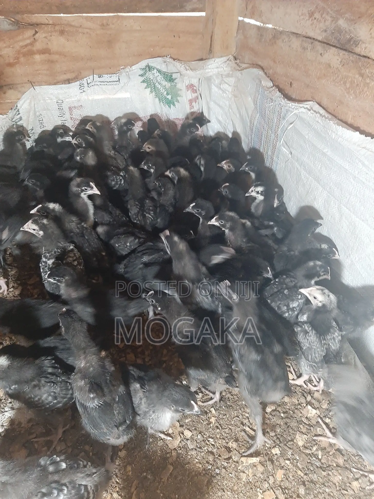 All Types of Improved Kienyaji Chicks